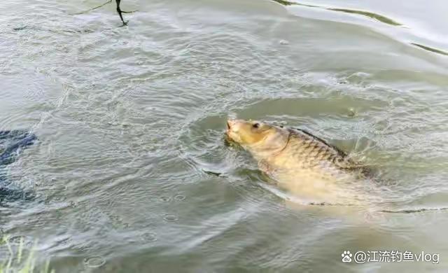 钓的鱼种不同，浮漂也有乾坤