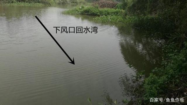 浅谈如何野钓大草鱼？深度分析草鱼习性，掌握关键要点